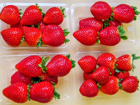 朝摘み！栃木県産★完熟とちあいか！大玉！甘くて酸味が少ない品種です！