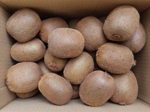 【防腐剤・化学肥料・農薬不使用】レッドキウイ小玉500g＆グリーンキウイ小玉500g　食べ比べセット