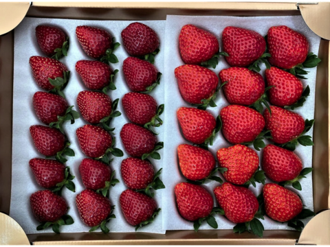 【黒いちご】真紅の美鈴 食べ比べセット 【要確認】1月から順次発送予定　黒中赤大