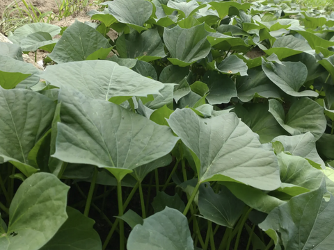 さつまいもツル60本以上☆自然栽培☆さつまいもの蔓（長さ15cm〜20cmほど、60
本以上）/さつまいものつる/芋づる/※葉を取ってお届け