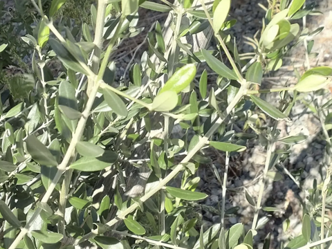 オリーブ生葉300枚  オリーブリーフ🌿オーガンジー袋入り🌿葉っぱ部のみ🌿オリーブ茶 オリーブティー ハーブティー 🏣ゆうパック