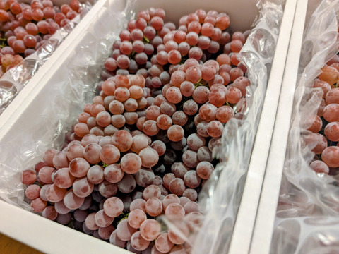 3箱!!【朝どれ】予約開始・ご家庭用に★完熟ぶどうデラウェア訳あり、ジャム・スムージーなどにも❗