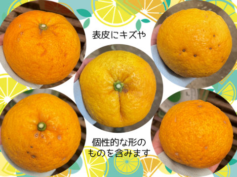 【加工用】甘夏（あまなつ）4.5kg 4/19より順次発送 仲屋 海瀬農園