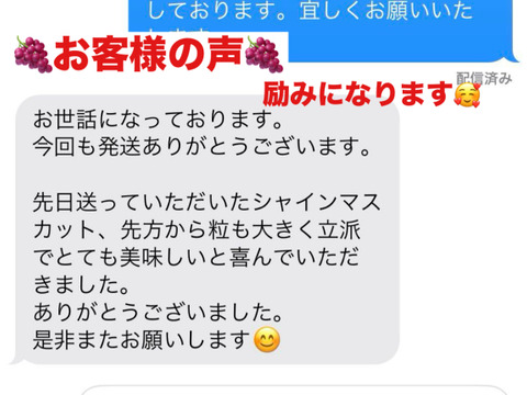 お試し価格限定5箱シャインマスカット1kg 2から3房愛媛西条市
