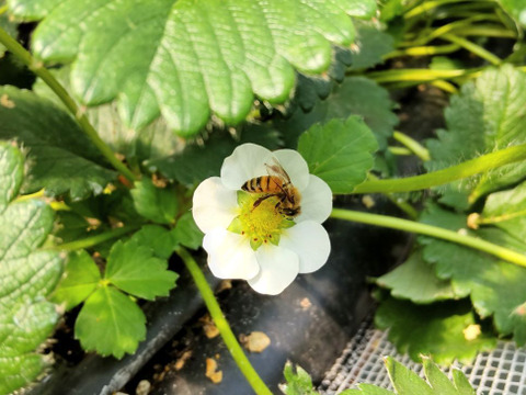 【完熟冷凍いちご】品種：おいCベリー (3.6kg)