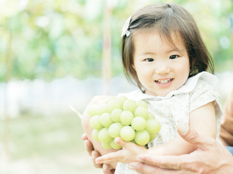 限定10箱！稀少品種！極甘クイーンニーナ2房（1kg）【敬老の日ギフト】