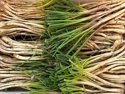 土付き　沖縄島ラッキョウ（小粒）　4㎏