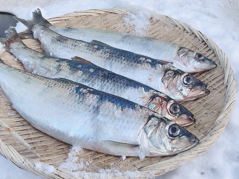 北海道産　漁師の店　ニシン