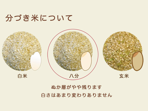 ミルキークイーン・八分づき無洗米（5kg）【栽培期間中　農薬・化学肥料不使用】