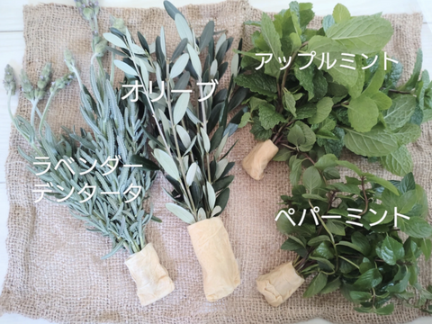 ペパーミント10本以上🌿爽やかな香り🌿約15cm☆自然栽培🏣ゆうパック