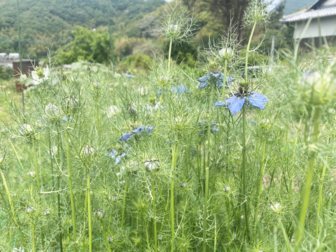 【お届け20本-40㎝】〜ニゲラ〜　初夏から夏が旬の可憐で涼しげなお花！