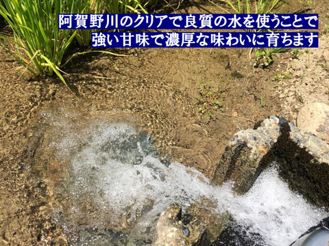 令和7年新米 予約受付中！　新之助２ｋｇ×３袋　精米