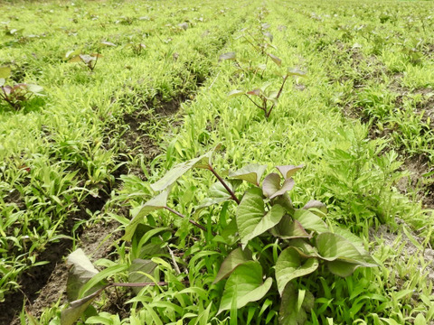 【肥料農薬を知らない】自然栽培サツマイモ（1.8kg）