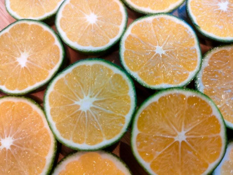 【青い高根島みかん】10月の摘果みかん【5kg】