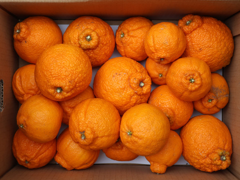 農家直送！しらぬい　4.5kg  【平武農園】〜蛍飛ぶ町から旬の便り〜　和歌山｜有田｜田口｜ギフト