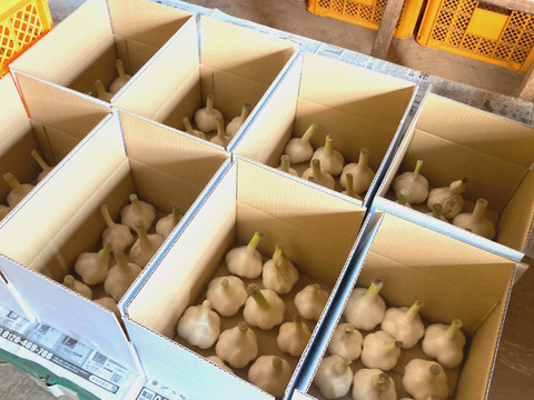 にんにくの概念が変わる!「生にんにく」12玉【数量限定】【父の