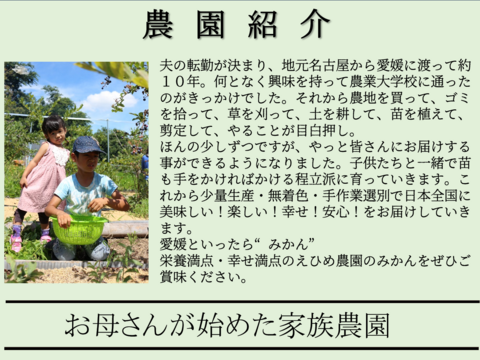 大特価！豊作につき　はれひめ【訳あり】愛媛県産　希少品種の“はれひめ”　サイズ不揃い　３キロ