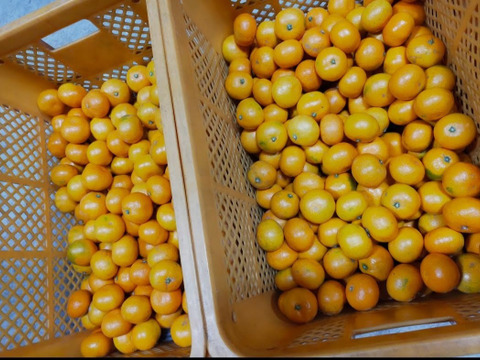 有田みかん【超絶チビチビみかん】5kg（箱込）80