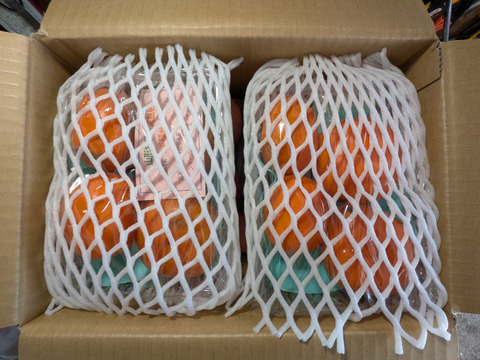 柿とリンゴの加工原料箱詰め