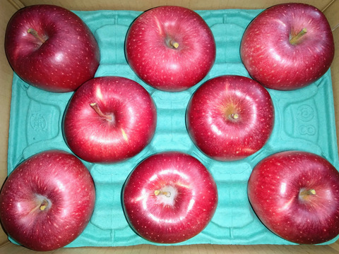 【ふじに飽きたらこれ】 シナノホッペ 3キロ箱 6〜15玉 商品ID44438 長野県 信州 安曇野 リンゴ 幻 幻のリンゴ 予約 希少 旬