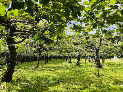 国東半島の地下水で育った栄養満点のキウイを直接お届け！『国東産キウイ』2.5kg　ヘイワード（16〜30個）