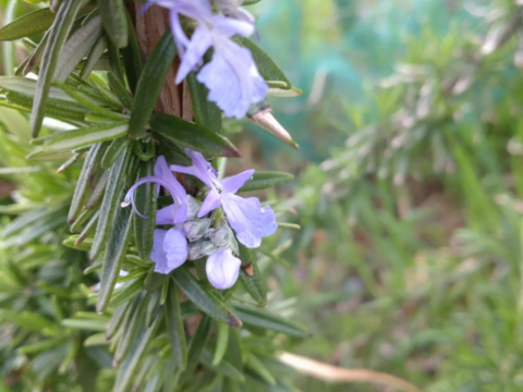 ローズマリー 約15cmのフレッシュローズマリー🌿生葉🌿6本分をお届けいたします ※品種はお選びいただけません🏣ゆうパック