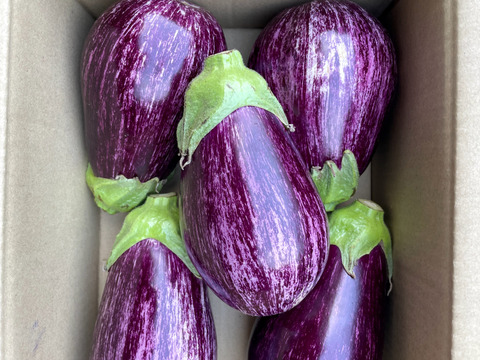 【有機JASゼブラナス】こんなキレイな柄のナス、見たことない⁈夏のおしゃれな食卓に！みんながあっと驚く色、柄、そしてふわっトロの食感！スーパーでは手に入らない！大ぶりサイズで食べ応えたっぷり！