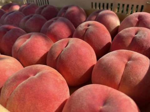 《予約商品》８月上旬～ 桃 あかつき  3㎏箱 7～12玉 長野県産