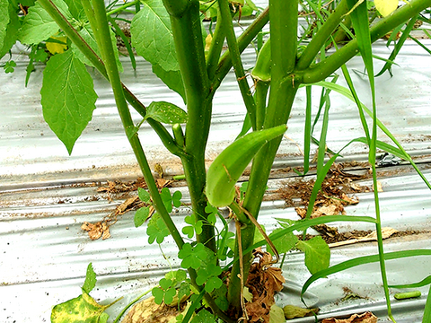 旬のおいしさで夏バテ知らず！夏野菜セット「ミニトマトと夏オクラ」[化学農薬・化学肥料・除草剤不使用]