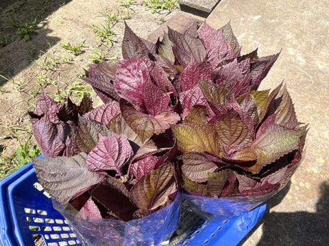 【6月末頃〜発送】自然栽培 赤紫蘇（赤しそ 500g〜 朝採り ｜赤しそジュース・梅干し用｜栽培期間中農薬不使用