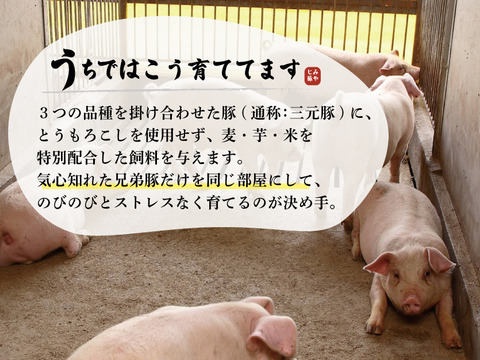 【日テレ シューイチで紹介！】みやじ豚[ロース・ブロック]（500g）
