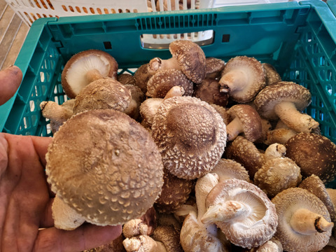 【原木乾燥椎茸スライス】「京ぽんぽん」（お試し25g）　京都府産　原木栽培　農薬不使用