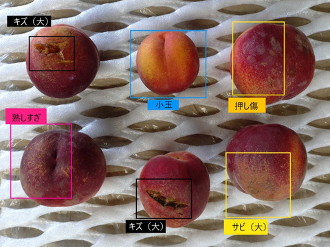 【加工用】ワッサー 約2.8kg(5-15玉)  硬めの食感が大人気！酸味の効いた長野生まれの桃です#NPW0K028