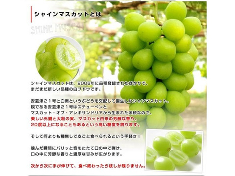 皮ごとパクリ！とっても甘くて美味しいプレミアム‼ シャインマスカット (約2.0㎏ 3房)