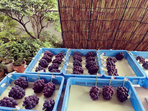 【2026年予約】岡山県産「ニューピオーネ」果汁たっぷり大粒種無し2kg以上(3～4房）