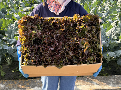 朝採り直送！　ボリュームたっぷり鮮やかサニーレタス！ 約4kg