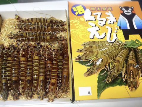 【お歳暮 ギフト対応】あまくて ぷりぷり！天草産活き車海老 《500g》