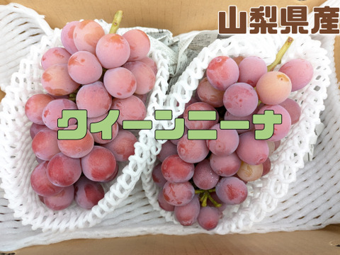 🏆食べチョクぶどうグランプリ2025金賞🏆🍇【山梨県笛吹市産】クイーンニーナ 約1.2kg🍇 ～果実の宝石、濃厚な甘みと華やかな香り～贈答　ギフト　特秀品