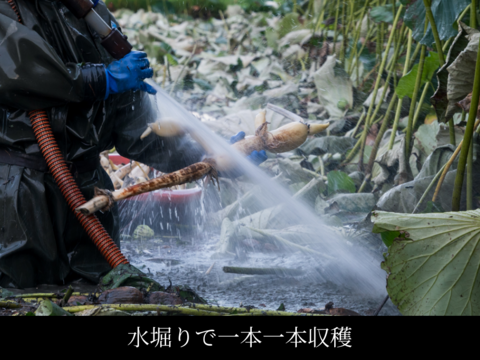 もっちり！シャキシャキ食感！『川端れんこん』5kg袋（石川県産 / 加賀れんこん / 蓮根 / レンコン / 加賀野菜）