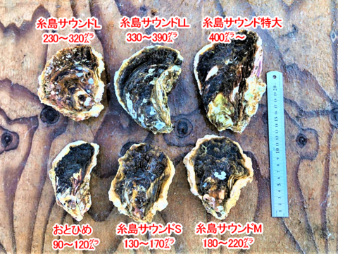 【 牡蠣 好き必見】糸島サウンドSサイズ 岩牡蠣　8個　生食可
