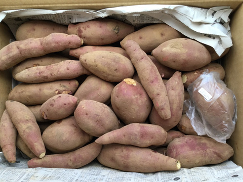 食べ頃サイズ！ホクホク食感！千葉県香取市産【紅あずま】4.8kg S/SSサイズ