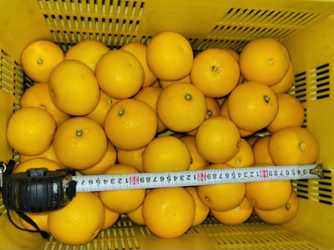 【福袋】和歌山県産【特別栽培】【極ウマ】　八朔(10kg)Mサイズ【前田農園オリジナルムッキーちゃん先着500名様プレゼント】