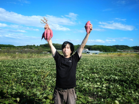 農薬不使用だから安心！愛知県産さつまいも「カカオいも」３kg【もうすぐクリスマス！ワクワクセール中】