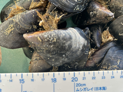 お得！ムール貝（ムラサキイ貝）約2.5kg