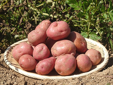 信頼への信頼 ☆栗のような甘み、滑らかな食感☆アンデスレッド(じゃがいも 野菜