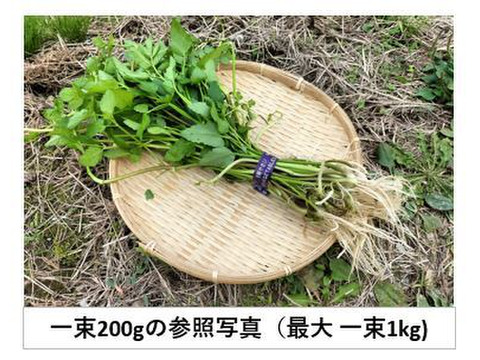 セリ＜約4kg＞ ギシッとした歯応え、土耕特有の香り、辛み！【冬ギフト】