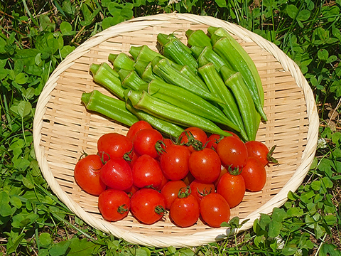 旬のおいしさで夏バテ知らず！夏野菜セット「ミニトマトと夏オクラ」[化学農薬・化学肥料・除草剤不使用]