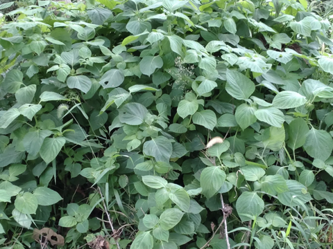 えごまの葉 枝付きエゴマの葉 30枚※常温発送：石川県産の野菜