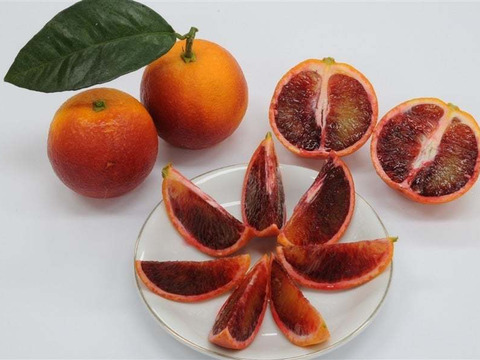 生搾り用「ブラッドオレンジ（モロ）」たっぷり50〜65個