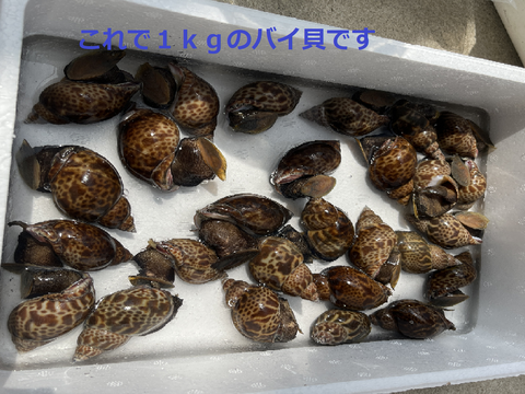 秋田県産　生きてます！黒バイ貝2ｋｇ。60個前後　貝類好きにオススメ
